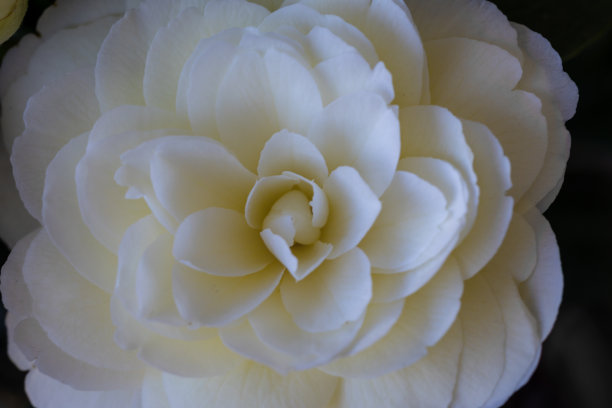 白色的山茶花在树篱中盛开图片下载