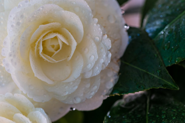 白色的山茶花在树篱中盛开图片下载