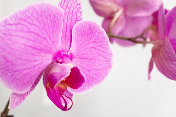 白底粉色兰花，特写。开花兰花出版，设计，海报，日历，张贴，屏幕保护程序，壁纸，明信片，横幅，封面，网站。高质量照片图片下载