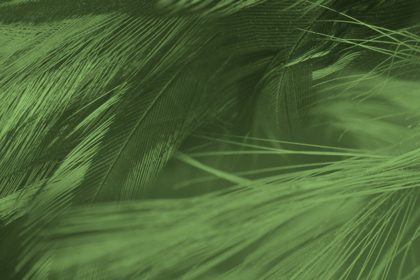 美丽的羽毛颜色淡绿色，黑色图案纹理背景图片下载