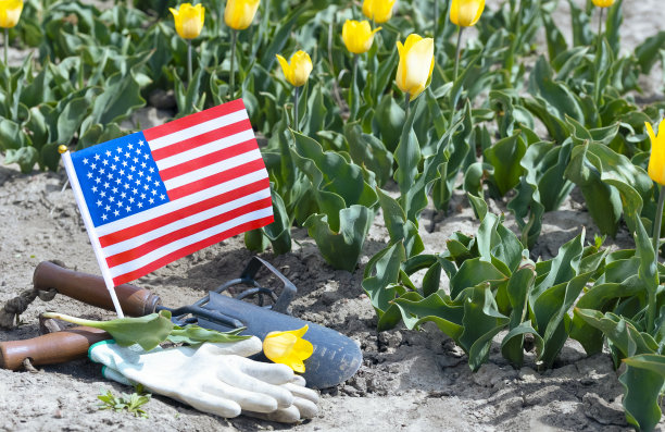 美国国旗插在地上，旁边是郁金香、手套、铲子和耙子。图片下载