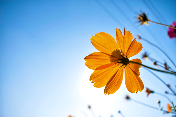 照片中的野花在白天的房子周围图片下载