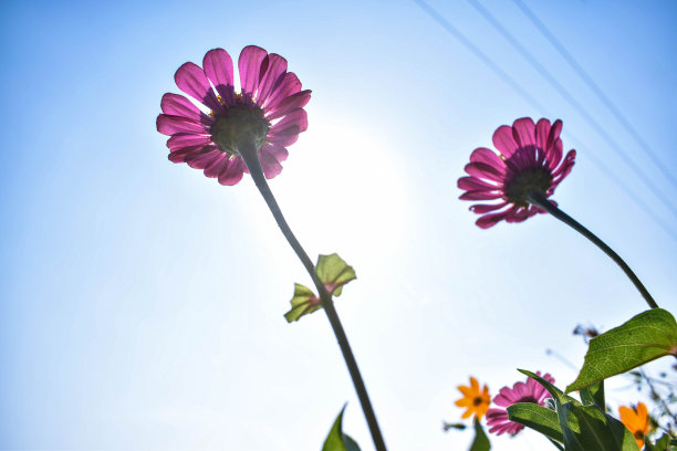 照片中的野花在白天的房子周围图片下载