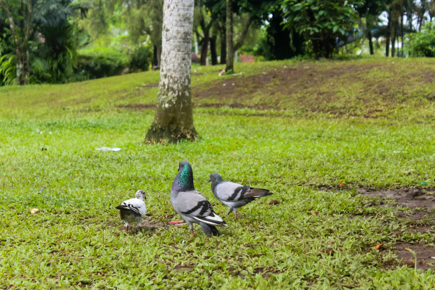 鸽子图片下载