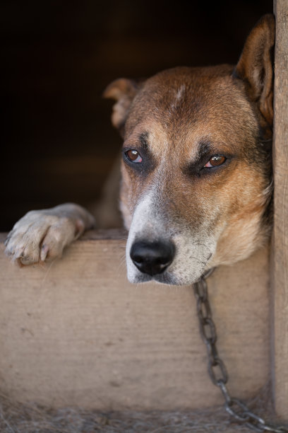 一只孤独而悲伤的看门狗拴在狗屋附近。图片下载