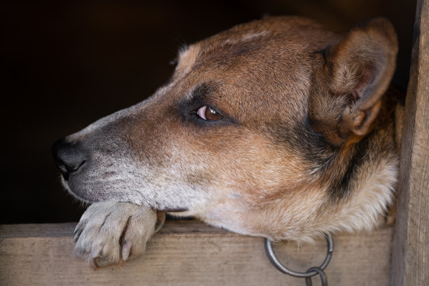一只孤独而悲伤的看门狗拴在狗屋附近。图片下载