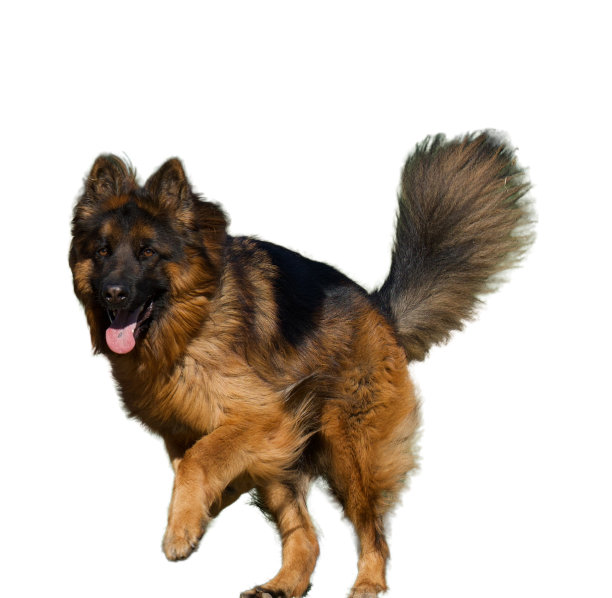 白色背景上顽皮的狗。图片下载