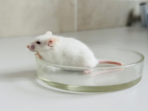 白色实验鼠。白化病老鼠。图片下载