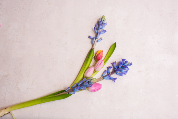 春天的郁金香和风信子图片下载