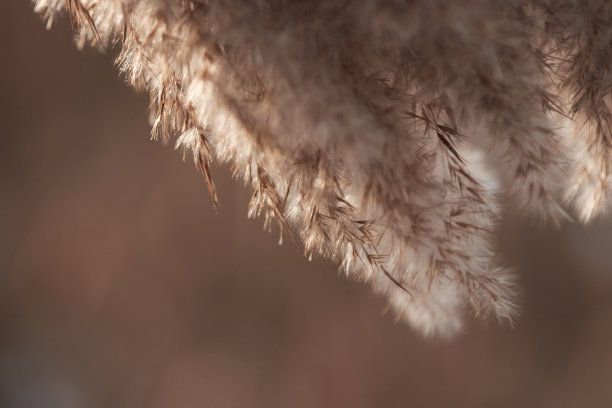 逆光下植物的微距照片图片下载
