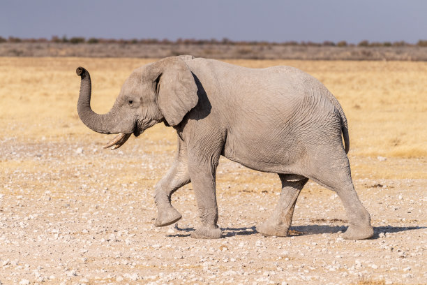 大象跑过沙漠图片下载
