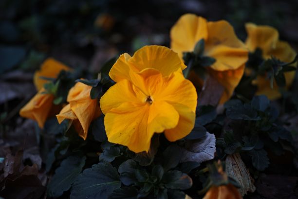 明亮的黄色中提琴在黑暗的背景下发光，近距离观察它的花瓣图片下载