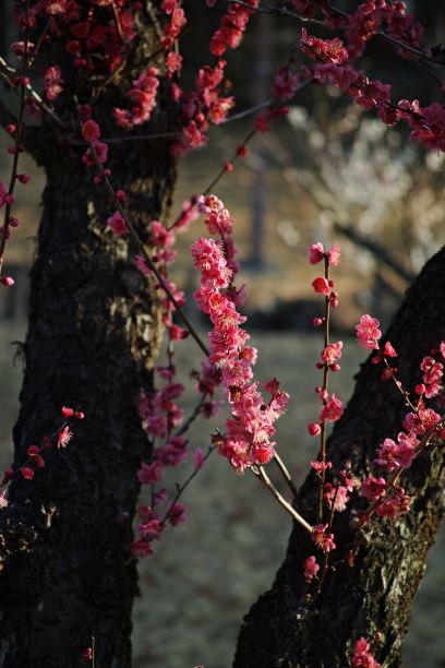 令人惊叹的自然照片，粉红色的樱花被发光的光照亮图片下载
