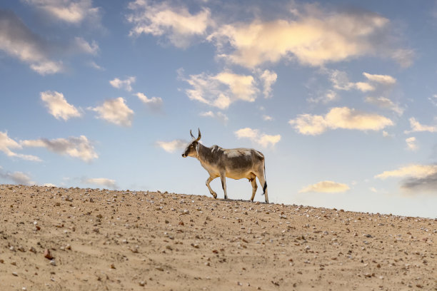 巴基斯坦信德省塔尔沙漠中的奶牛图片下载
