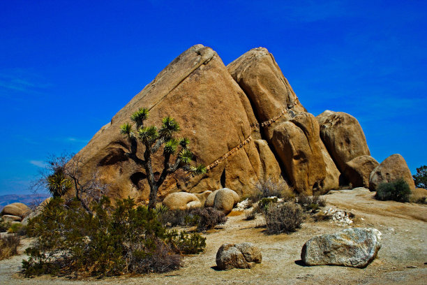 加利福尼亚国家公园里，干燥地面上的大石头和约书亚树图片下载