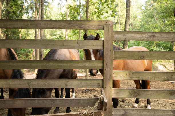 一匹棕色的马站在木栅栏后面。图片下载