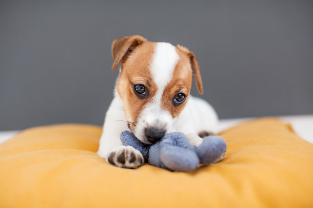 小狗在家里玩玩具图片下载