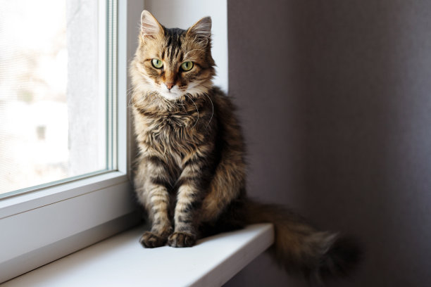 家猫坐在窗户上。宠物的概念图片下载