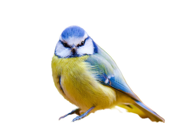 美丽多彩的蓝色山雀。图片下载