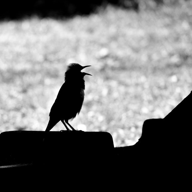小黑领椋鸟在早晨发出黑白相间的鸣叫图片下载