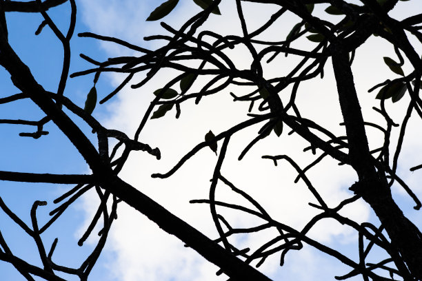 鸟和树枝剪影的抽象构图照片图片下载