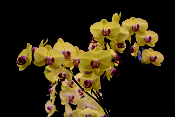 蝴蝶兰图片下载