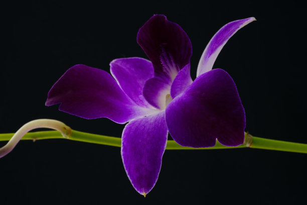 美丽的紫兰花图片下载