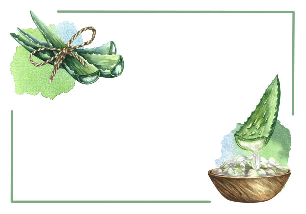 芦荟框架。水彩插图。用于化妆品、香水、药品的标签和包装。图片下载