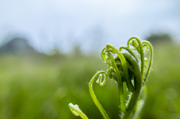 一个热带雨林蕨类植物芽的近距离照片的自然抽象背景图片下载