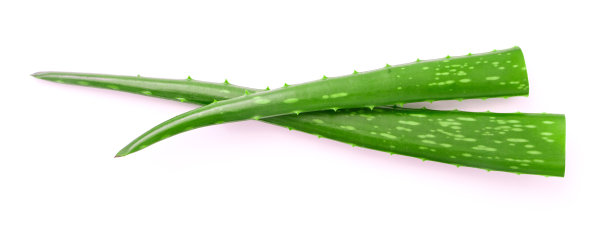 白色背景上的绿色芦荟叶子。图片下载