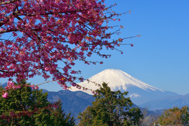 富士山和樱花:从神奈川县松田山眺望图片下载