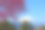 富士山和樱花:从神奈川县松田山眺望图片下载