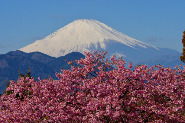 富士山和樱花:从神奈川县松田山眺望图片下载