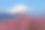 富士山和樱花:从神奈川县松田山眺望图片下载