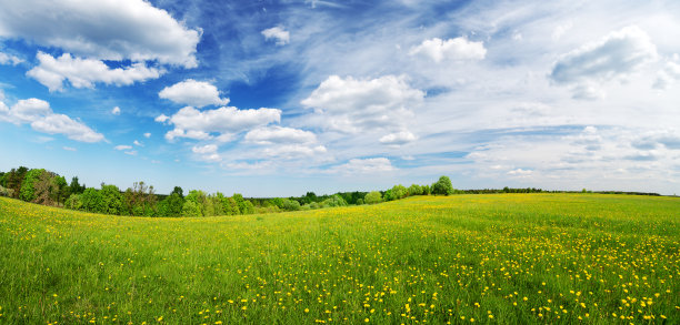 阳光明媚的一天，自然公园里蒲公英盛开。图片下载