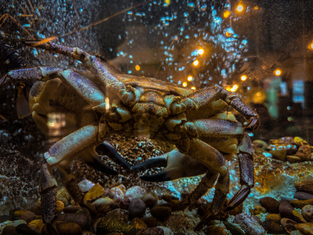 里斯本水族馆里的海鲜图片下载