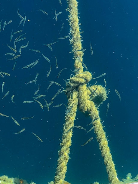 游艇上系着绳子和鱼图片下载