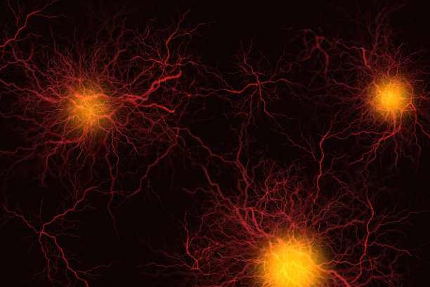 血管系统-静脉图片下载
