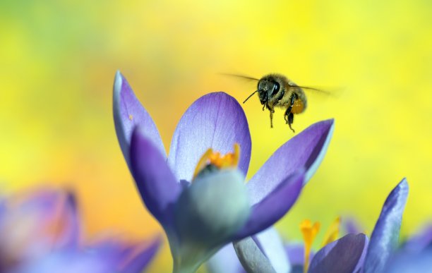 蜜蜂飞向番红花图片下载