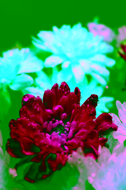 水滴在蓝色和黄色菊花的花瓣微距拍摄照片图片下载