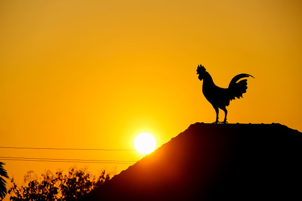 ฺBeauty sunrise silhouette rooster crowing on roof home on sky gold yellow orange background图片下载