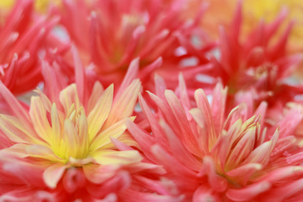 花卉背景俯视图。花瓣特写。软的焦点。红橙色的大丽花。夏天的背景。贺卡。纹理和背景。菊花的横幅。明信片。情人节图片下载