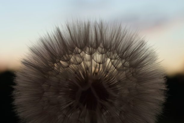 毛茸茸的蒲公英在夕阳下的特写。绿色背景上的蒲公英。愿望的自由。抽象的蒲公英花背景。种子宏观特写。剪影蓬松的花。脆弱图片下载