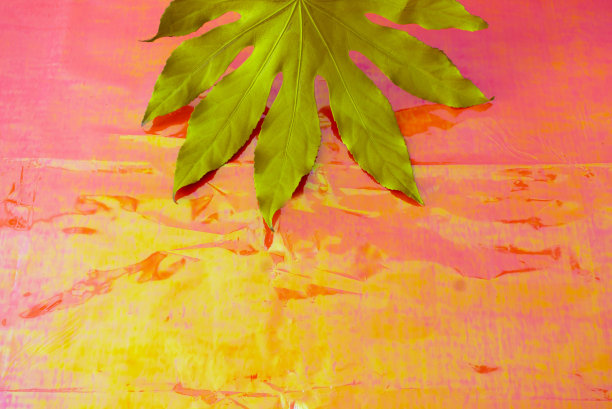 绿色的叶子在彩色的粉红色和黄色全息背景。为异国情调的目的地设计壁纸，广告或横幅。图片下载