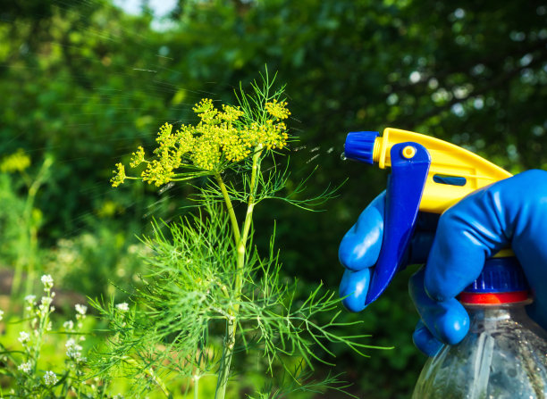 在花期对莳萝进行防治病虫害的加工。用喷雾器喷洒植物。园林护理理念图片下载
