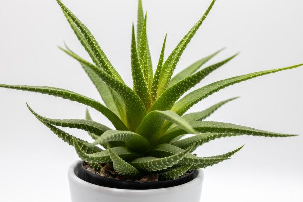 盆栽十二卷（十二卷）室内植物图片下载