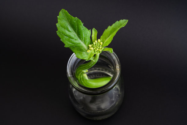 植物发芽图片下载