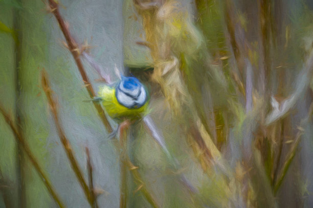 蓝雀起飞图片下载
