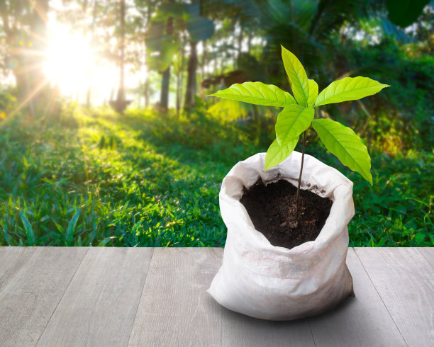 在清晨日出时，在白色袋子里生长的树。循环理念和节约理念。图片下载