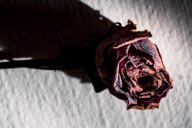 白色的桌子上有一朵干花。图片下载